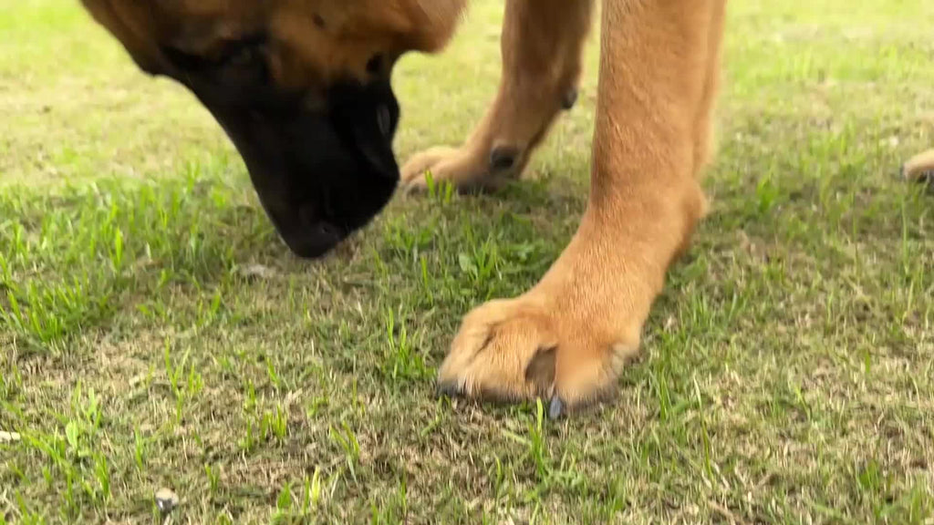 JOYTALE Dog Harness and Leash set,No Pull Adjustable Reflective Oxford Dog Harness Easy Control Medium Large Dog Harness with A Free Heavy Duty 152.4cm Dog Leash