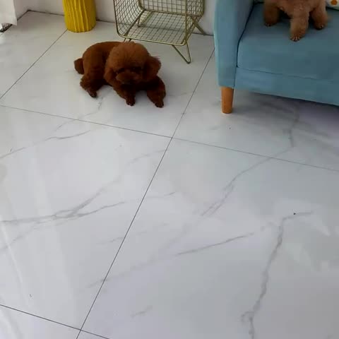 Cute Bear Paw Shape Dog Bed & Cat Bed, Calming Donut Dog Bed, Warming Cozy Soft Dog Round Bed, Plush Dog Cat Cushion Bed Christmas Gift